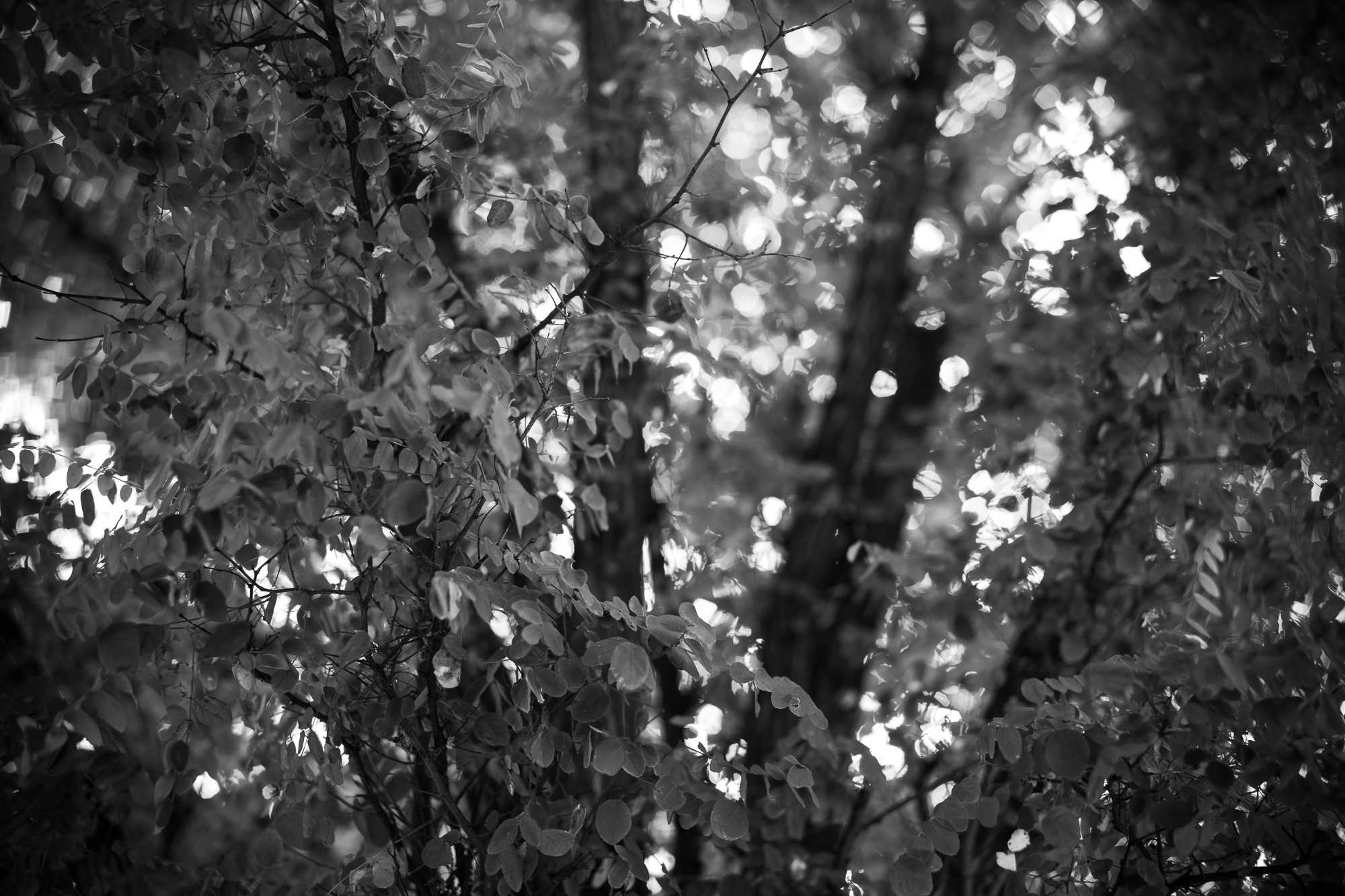 Obiektyw Voigtlander Nokton II 50 mm f/1,2 do Leica M